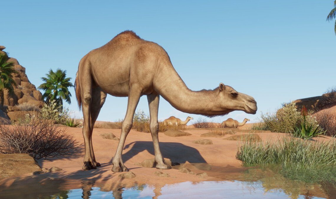 Planet Zoo: Arid Animal Pack, la recensione del pacchetto che riempirà il vostro zoo di sabbia