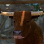 Come ottenere l'anello del dono di Shapeshifter in Baldur's Gate 3