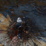 Tutte le posizioni dei nidi dei mostri in The Witcher 3 Wild Hunt